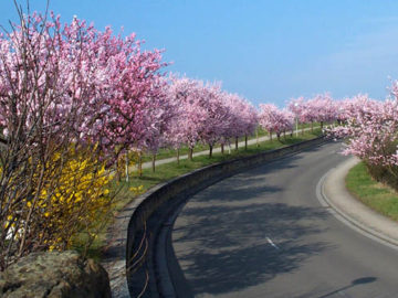 gimmeldinger mandelblüte